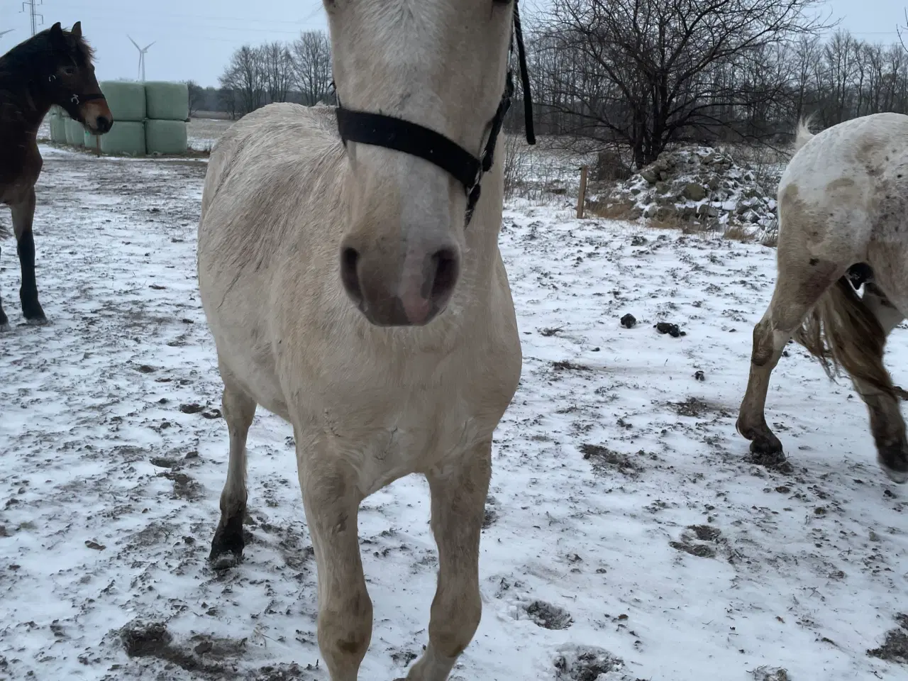 Billede 3 - Palomino hingsteplag