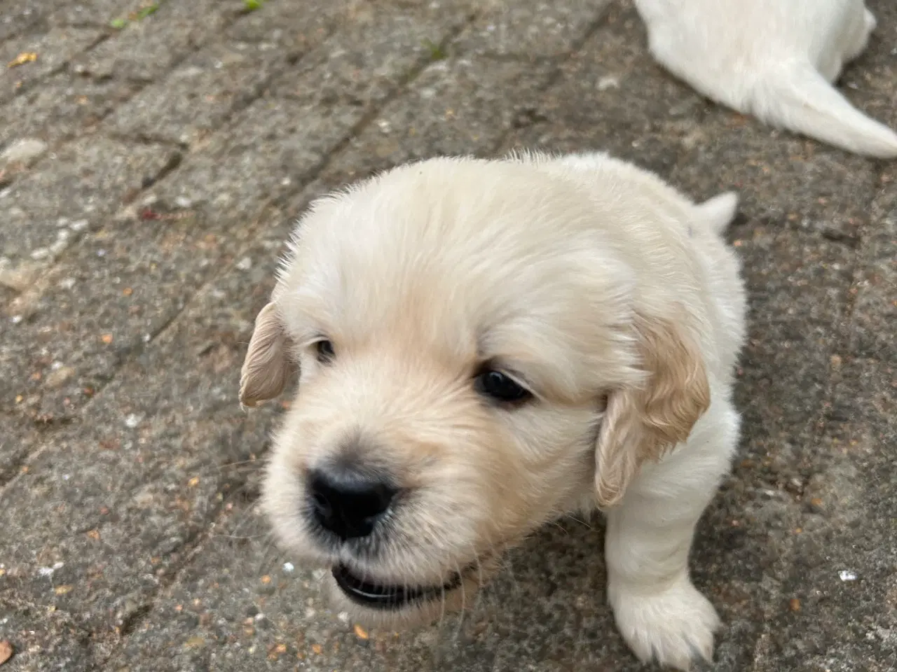 Billede 8 - Golden Retriver hvalpe