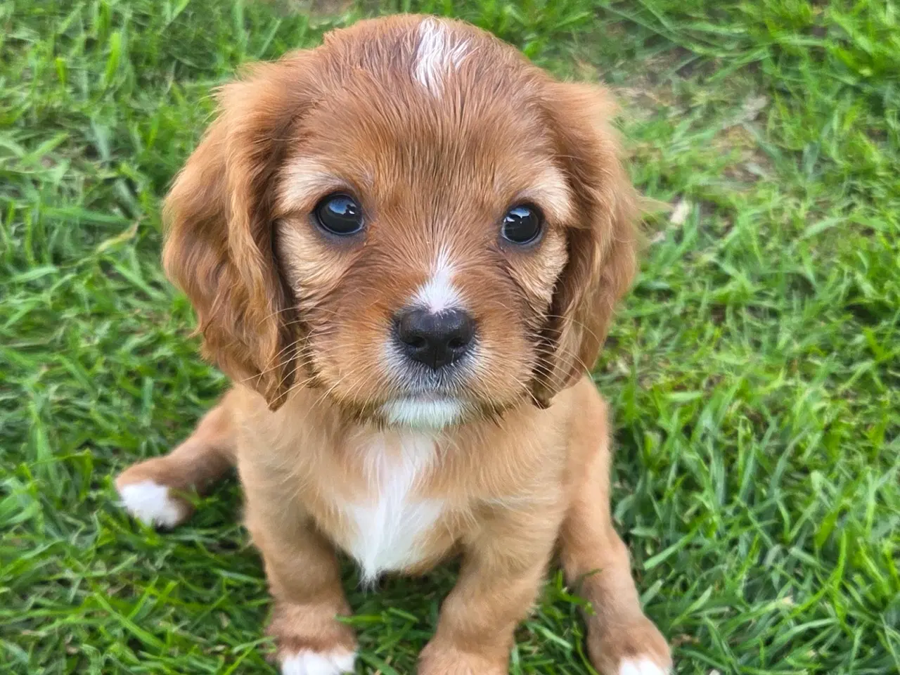 Billede 6 - Cavalier king charles hvalpe sælges🩵🩷