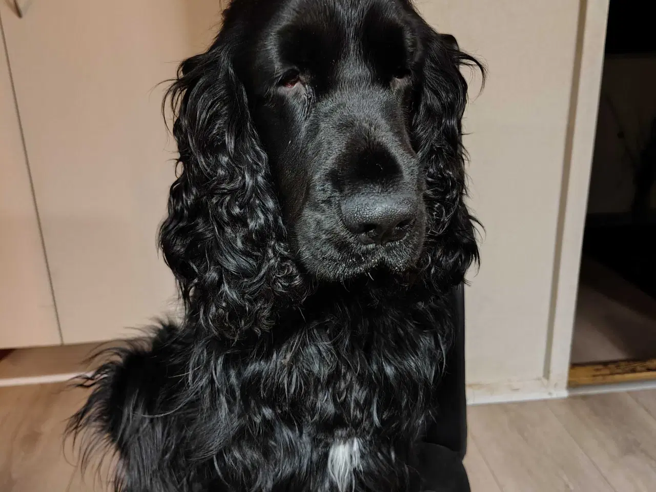 Billede 8 - Cocker Spaniel 