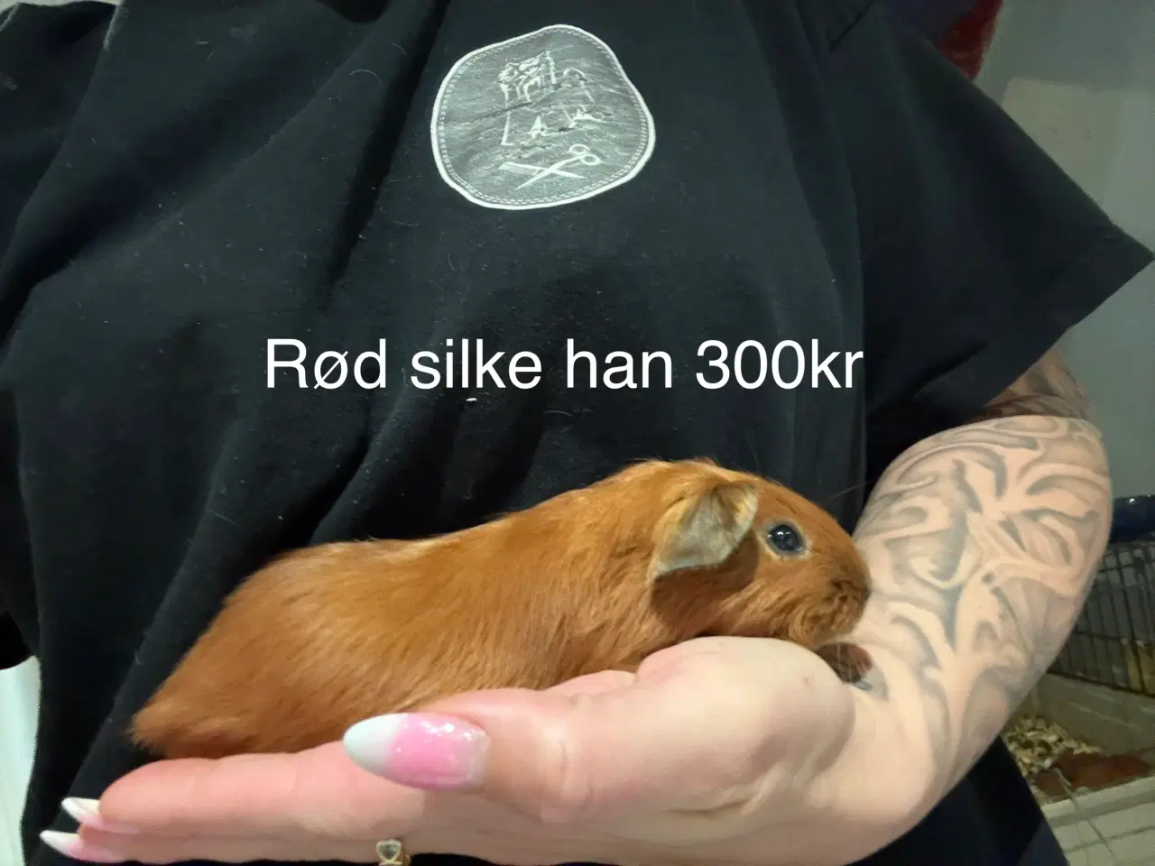 Billede 1 - Marsvin unger