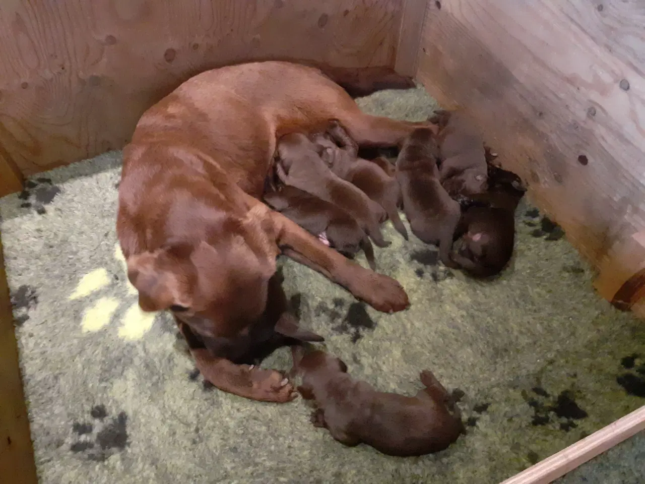 Billede 4 - Labrador hvalpe brune