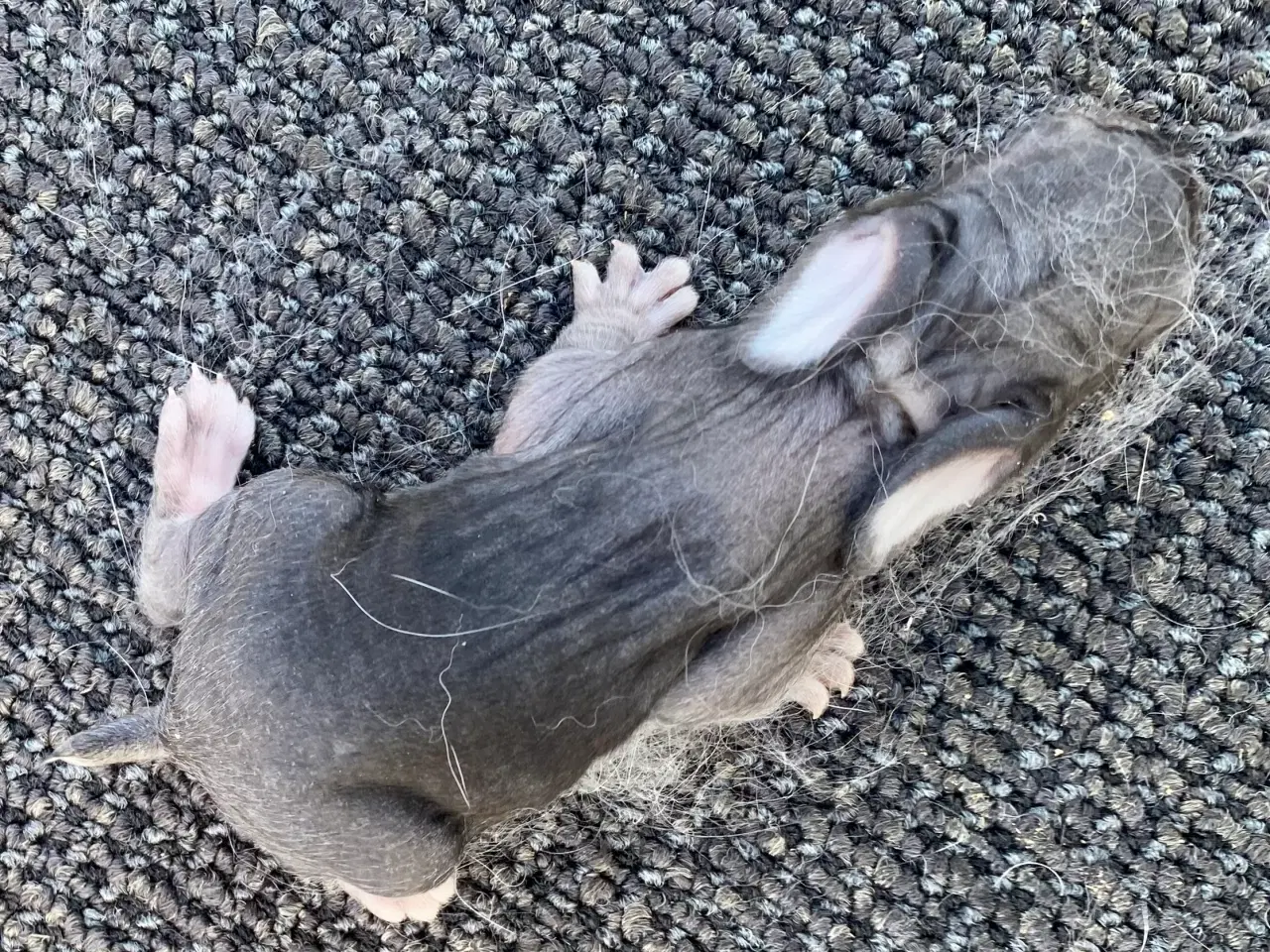 Billede 3 - FRANSK VÆDDER HUN CHINCHILLA