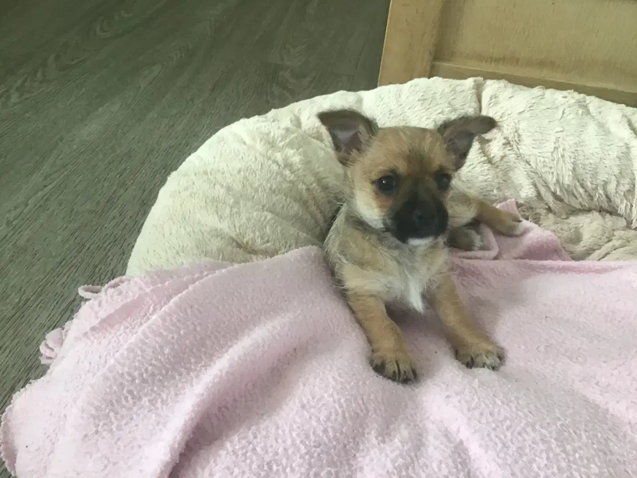 Billede 7 - Chihuahua blanding 