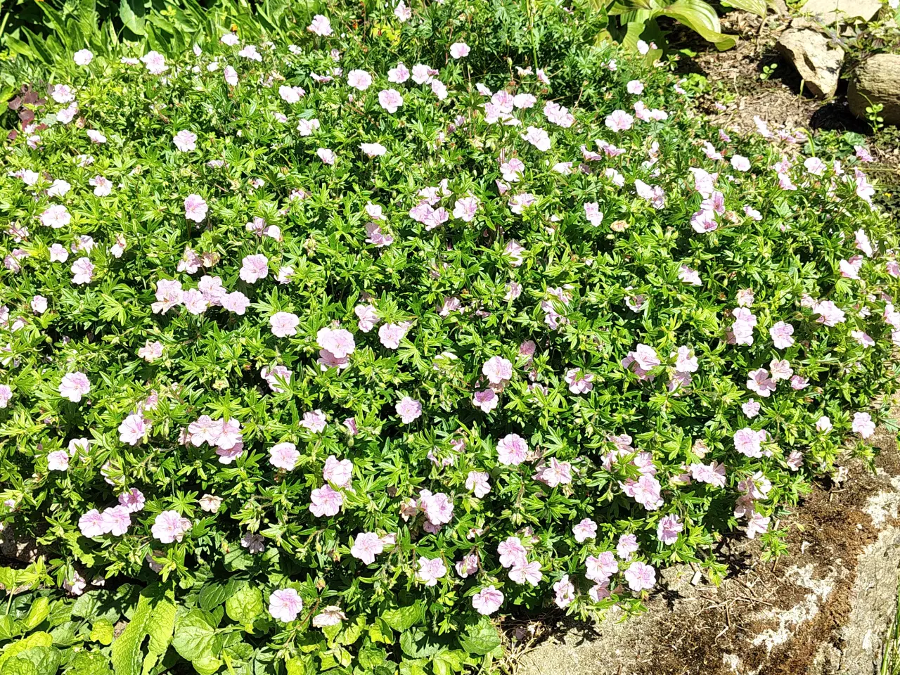 Billede 3 - Geranium sanguineum var. striatum / Stribet Blodst