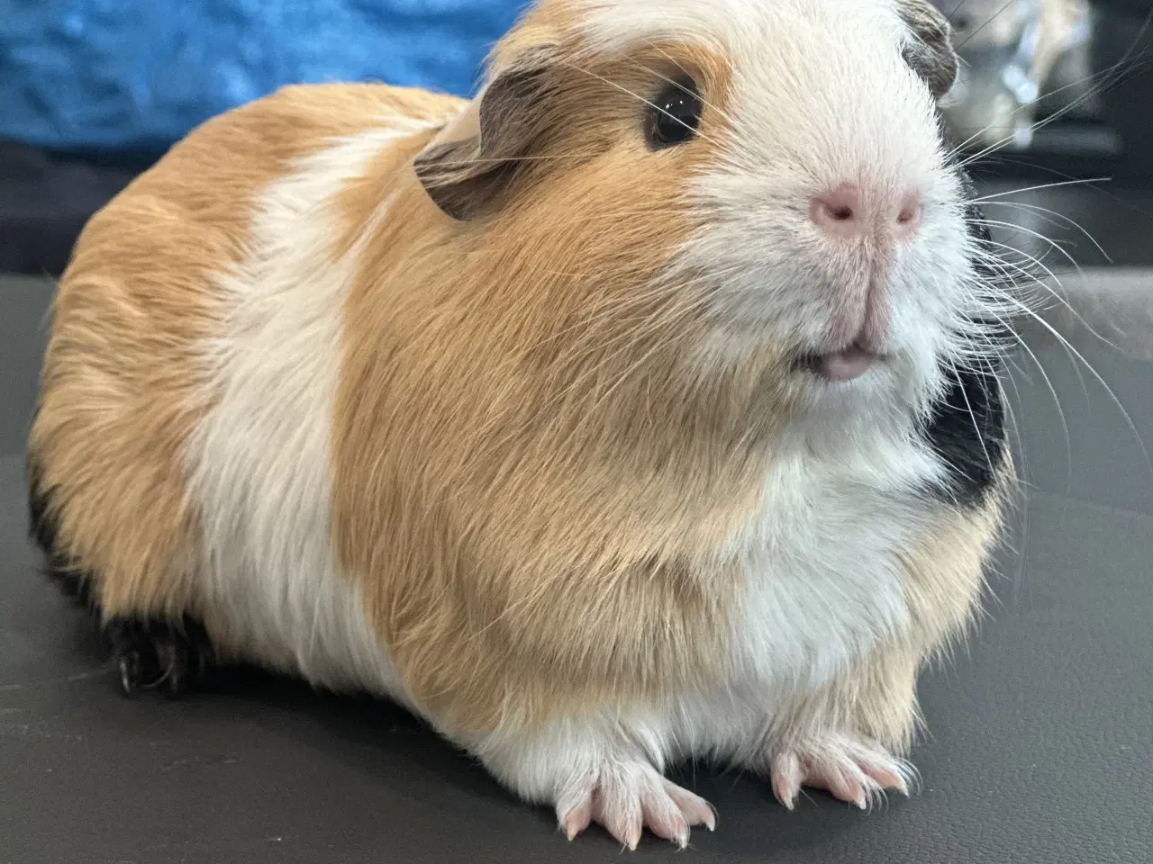 Billede 9 - Marsvine han, saltkaramel