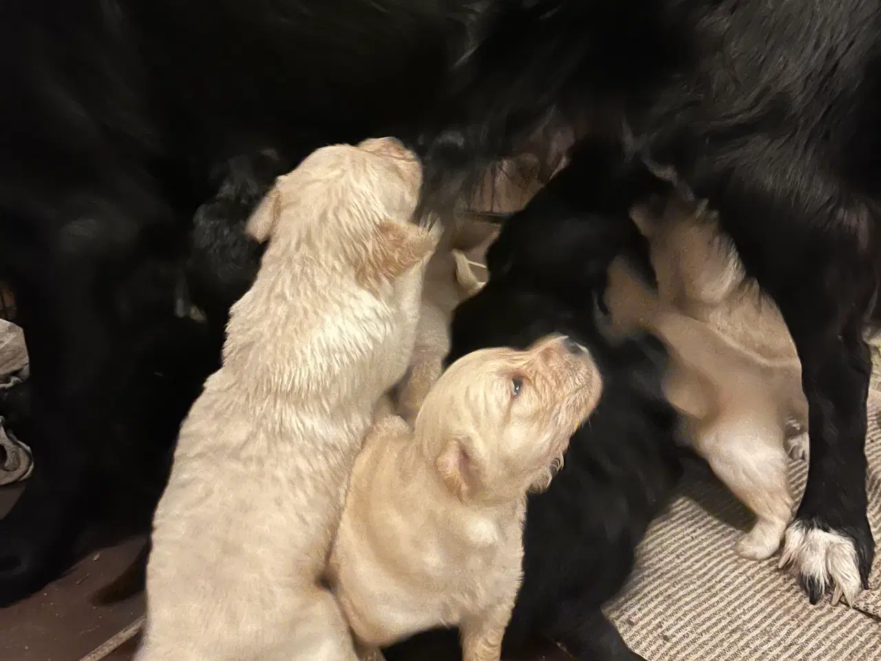 Billede 7 - Familie hunde søger nyt hjem