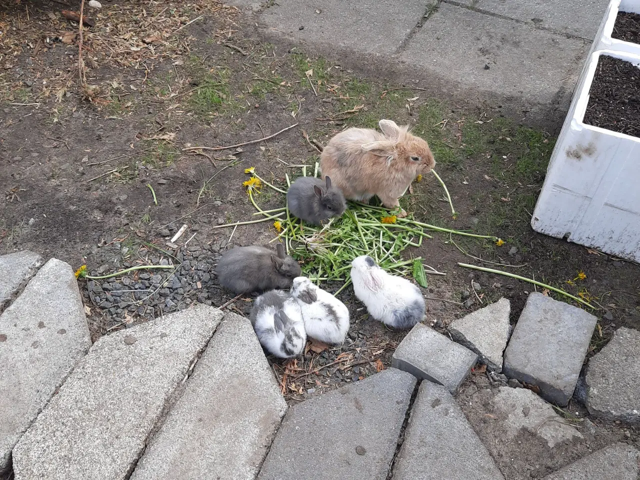 Billede 3 - Små kaniner til salg 75 kr