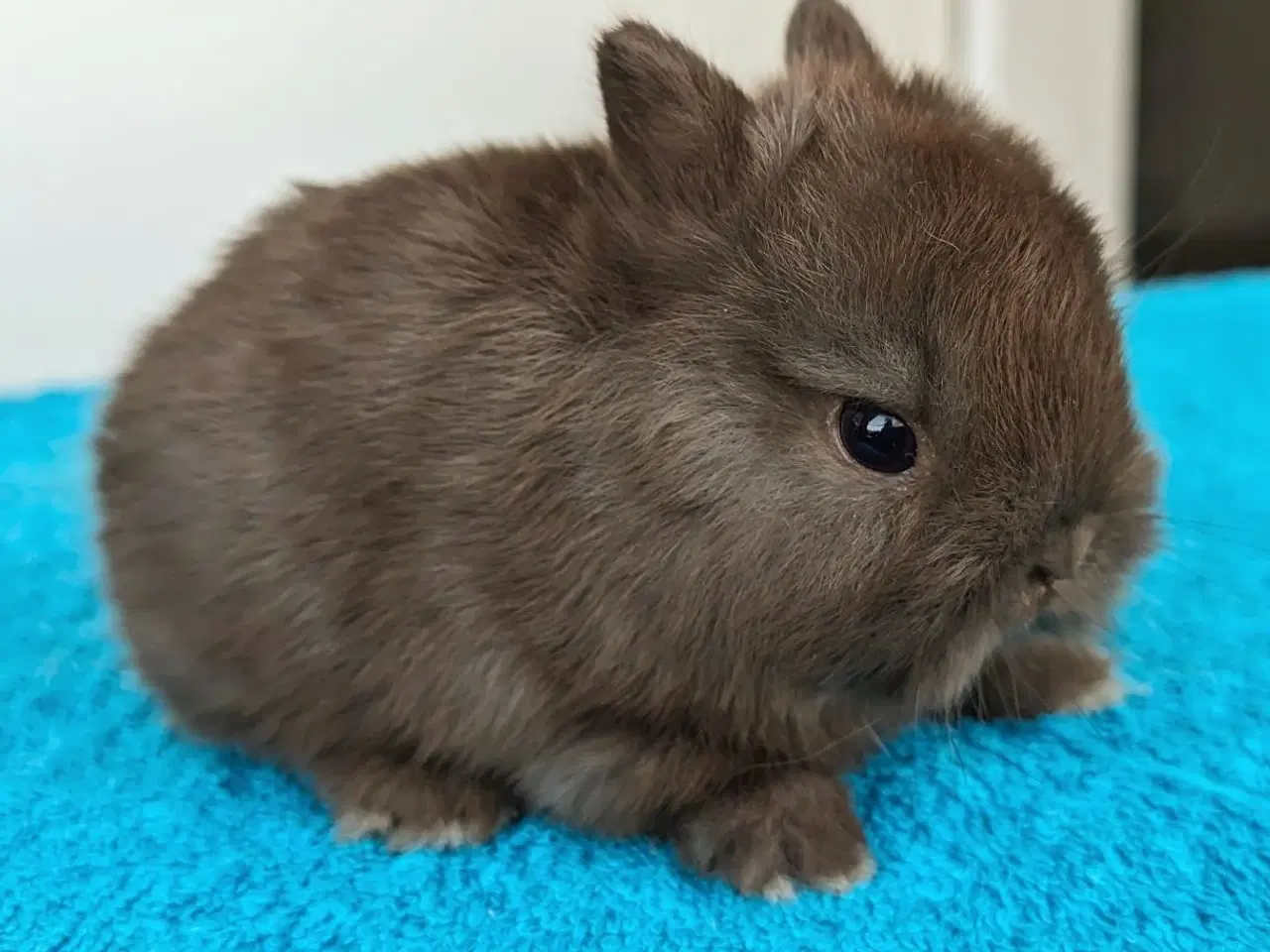 Billede 2 - Hermelin kaninunge 