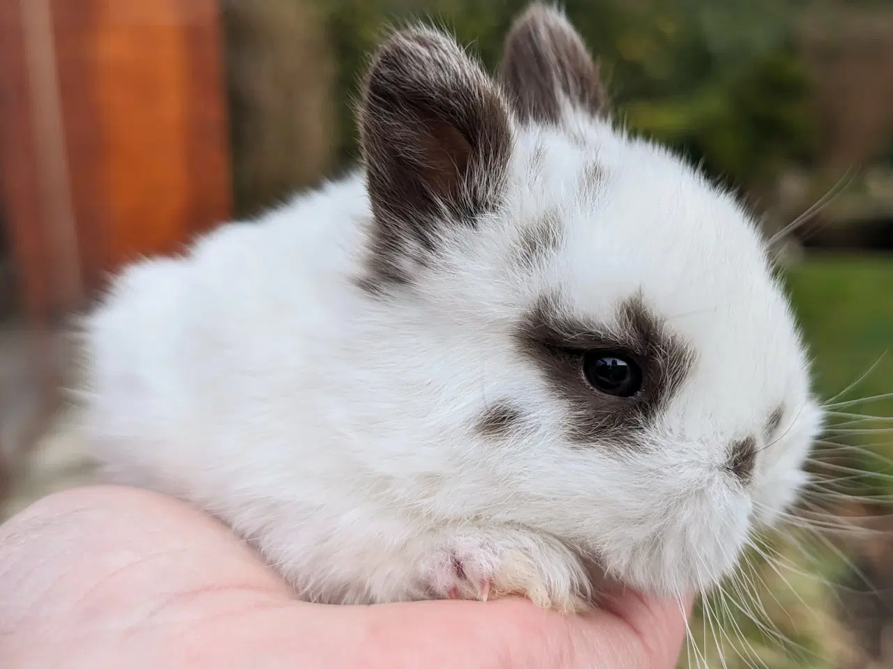 Billede 5 - Hermelin/minilop kaninunge sælges 