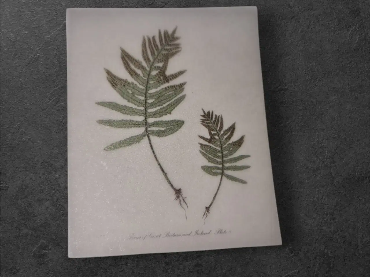 Billede 1 - Naturlige papirark med detaljeret bregneillustrati