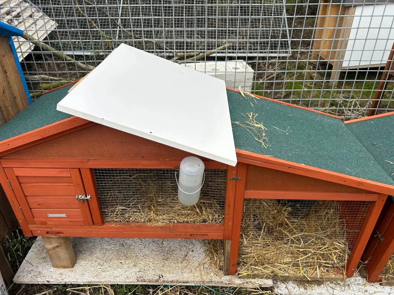 Billede 4 - Mini Lop