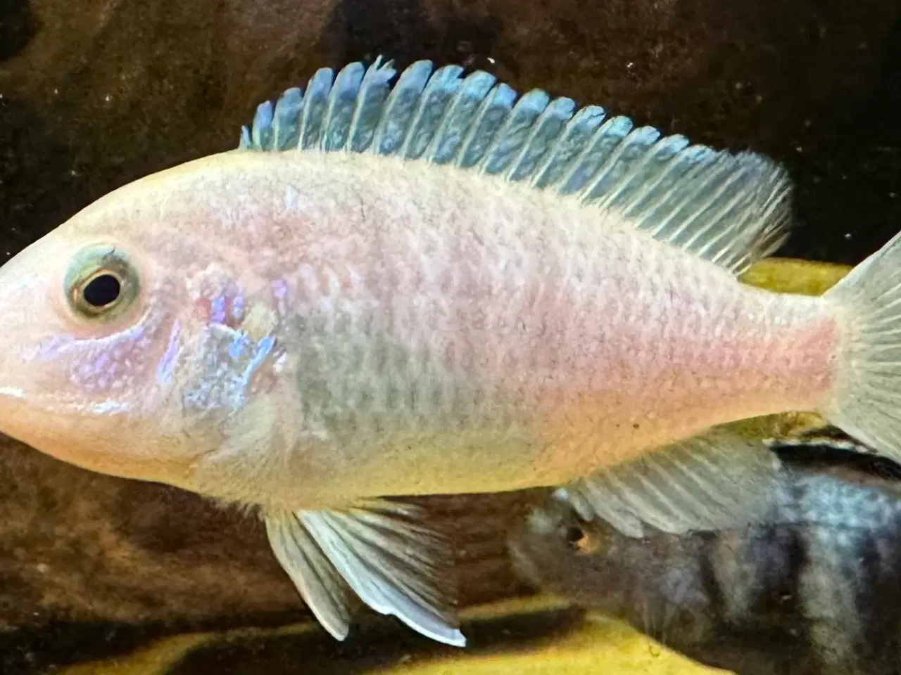 Billede 6 - Har en lille flok F2 super flotte Labidochromis 