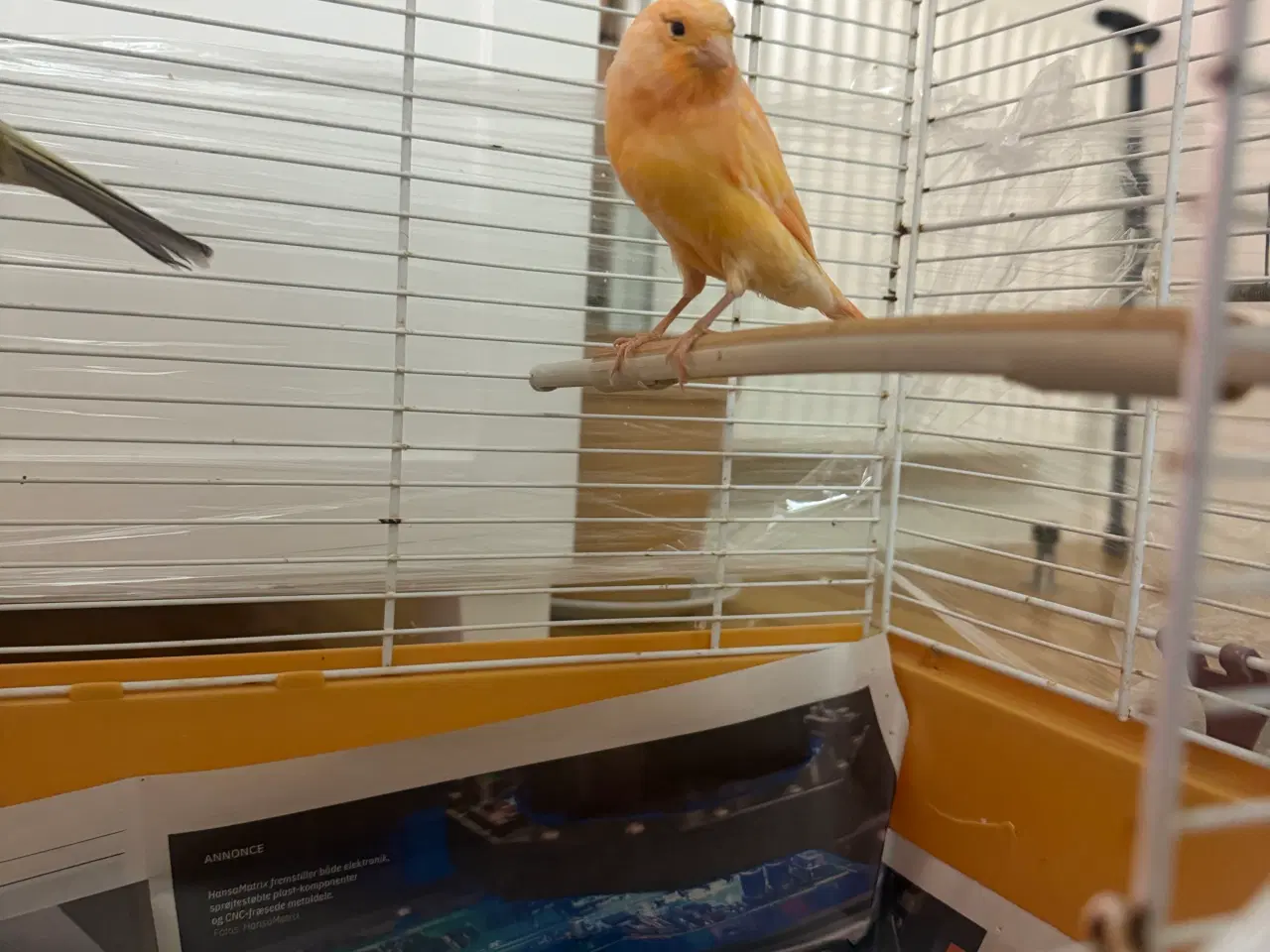 Billede 2 - Rød han kanariefugl