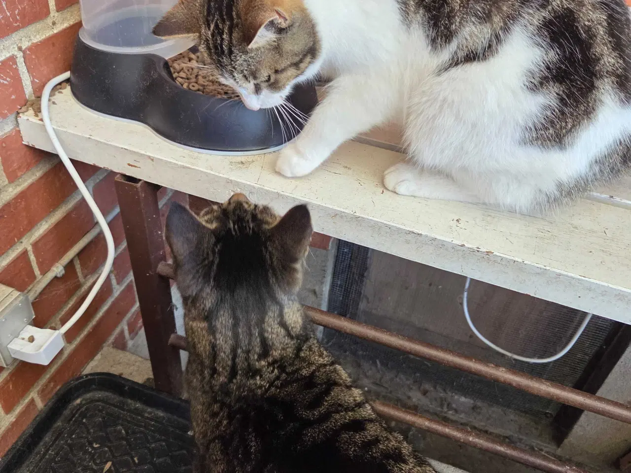 Billede 3 - Sød ude kat søger nyt hjem