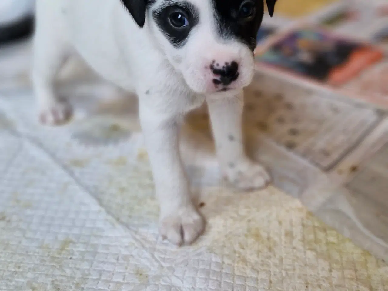 Billede 5 - Jack russell terrier hvalpe