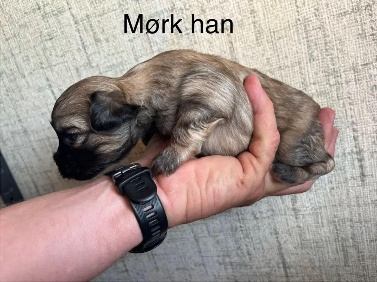 Billede 4 - Kun 3 hvalpe tilbage nu. Lækre blandinger 