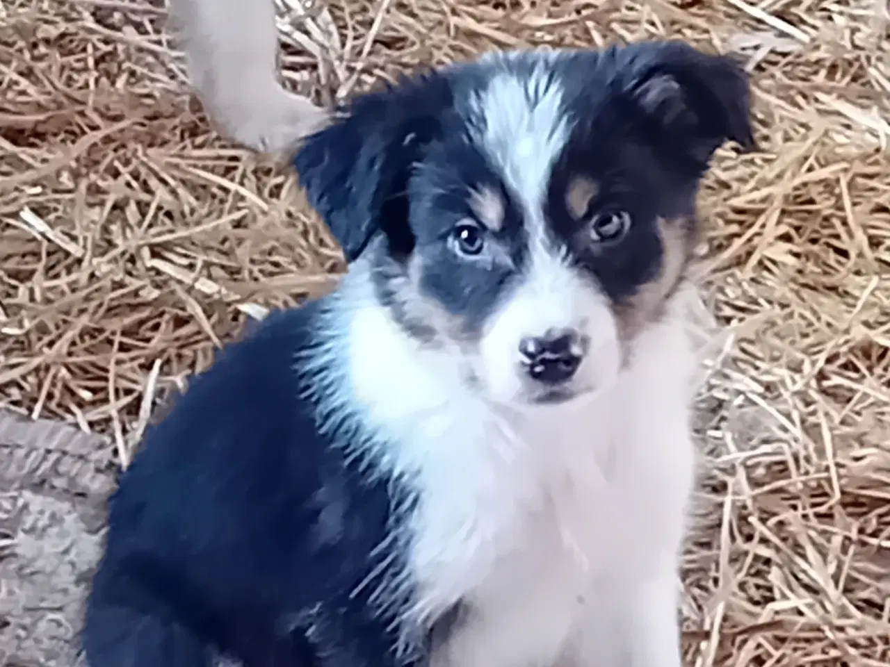 Billede 4 - Border Collie Hvalpe