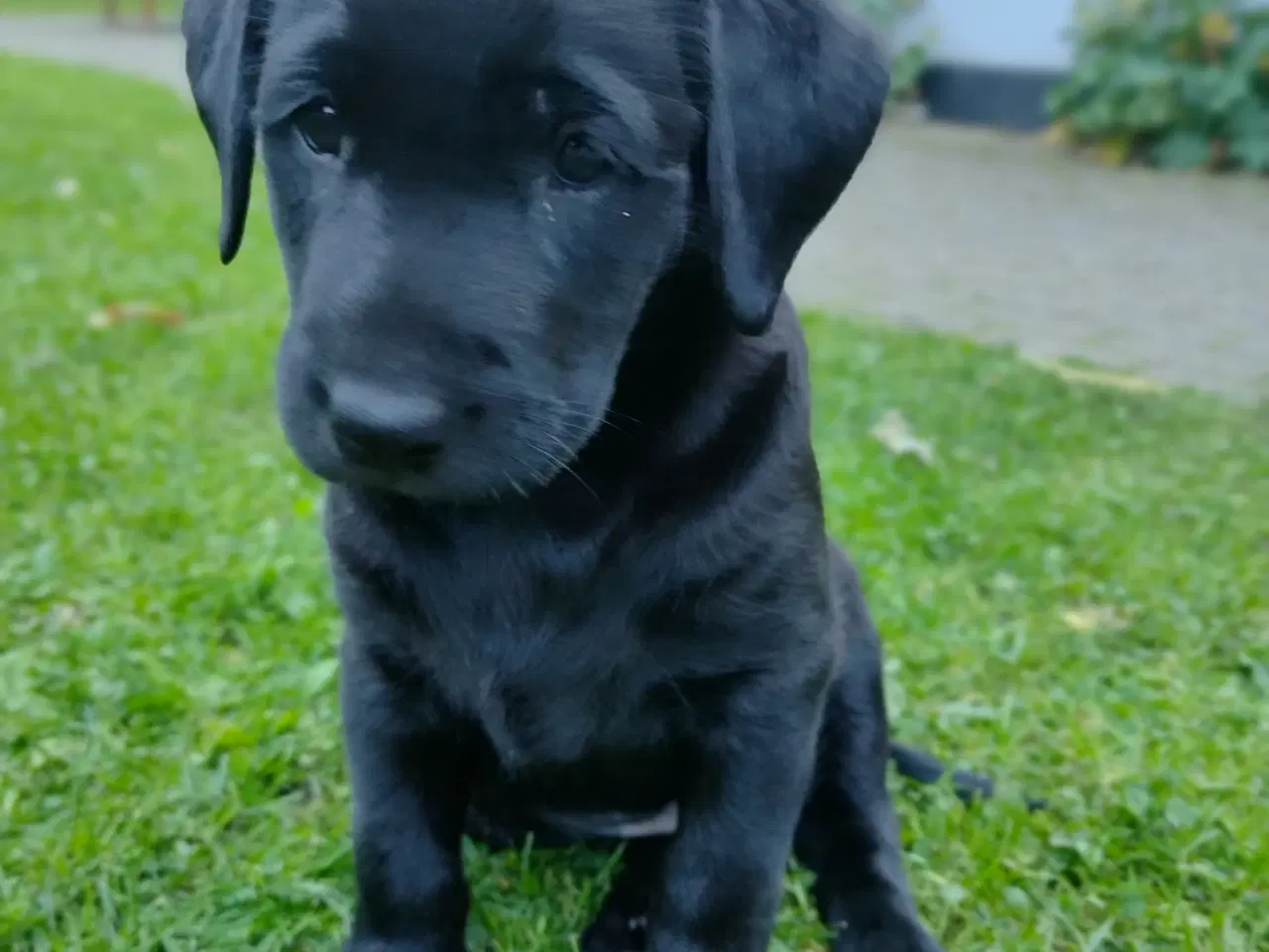 Billede 3 - SOLGT! Han F1 labrador hvalp