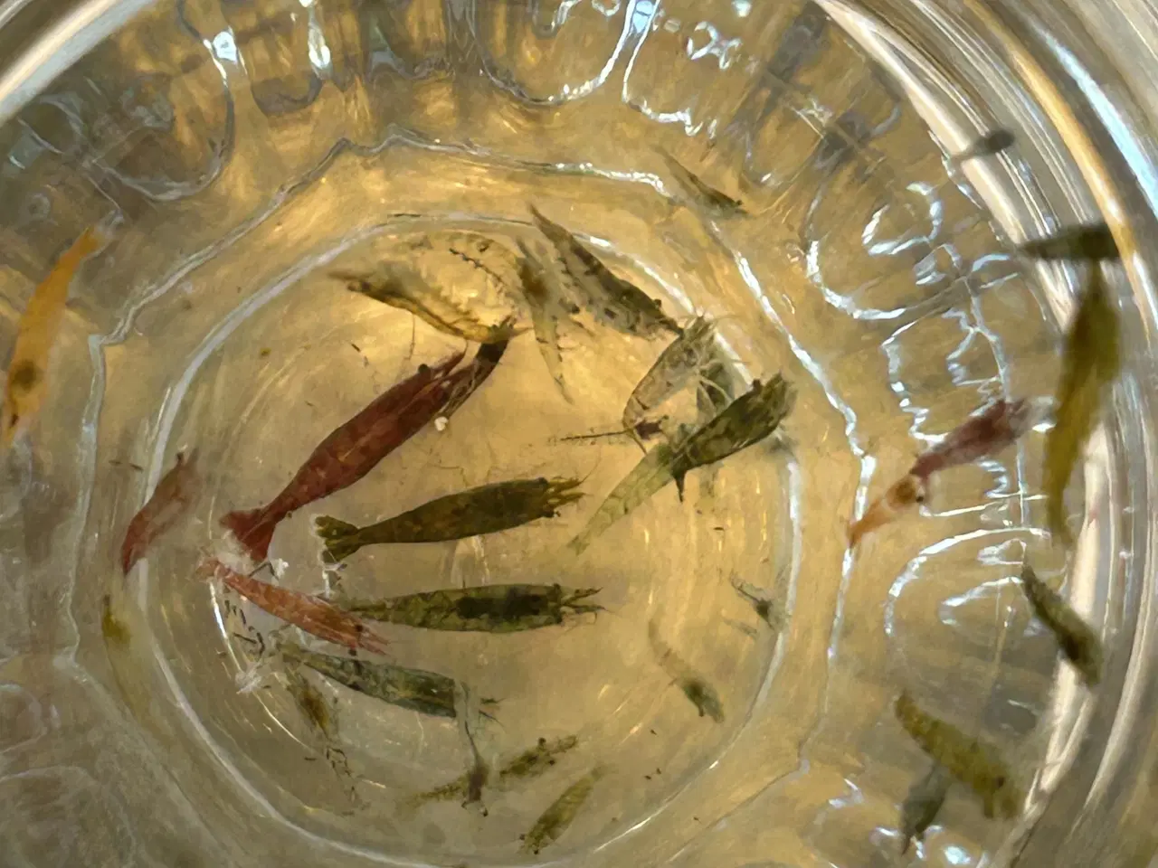 Billede 3 -  🦐 Neocaridina rejer – blandede 5stk | GLS