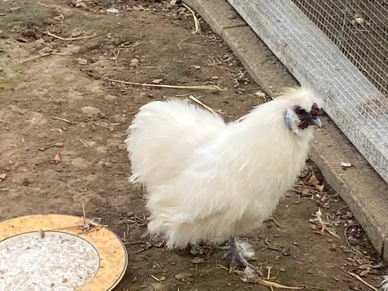 Billede 1 - Ren hvid dværgsilkehane 