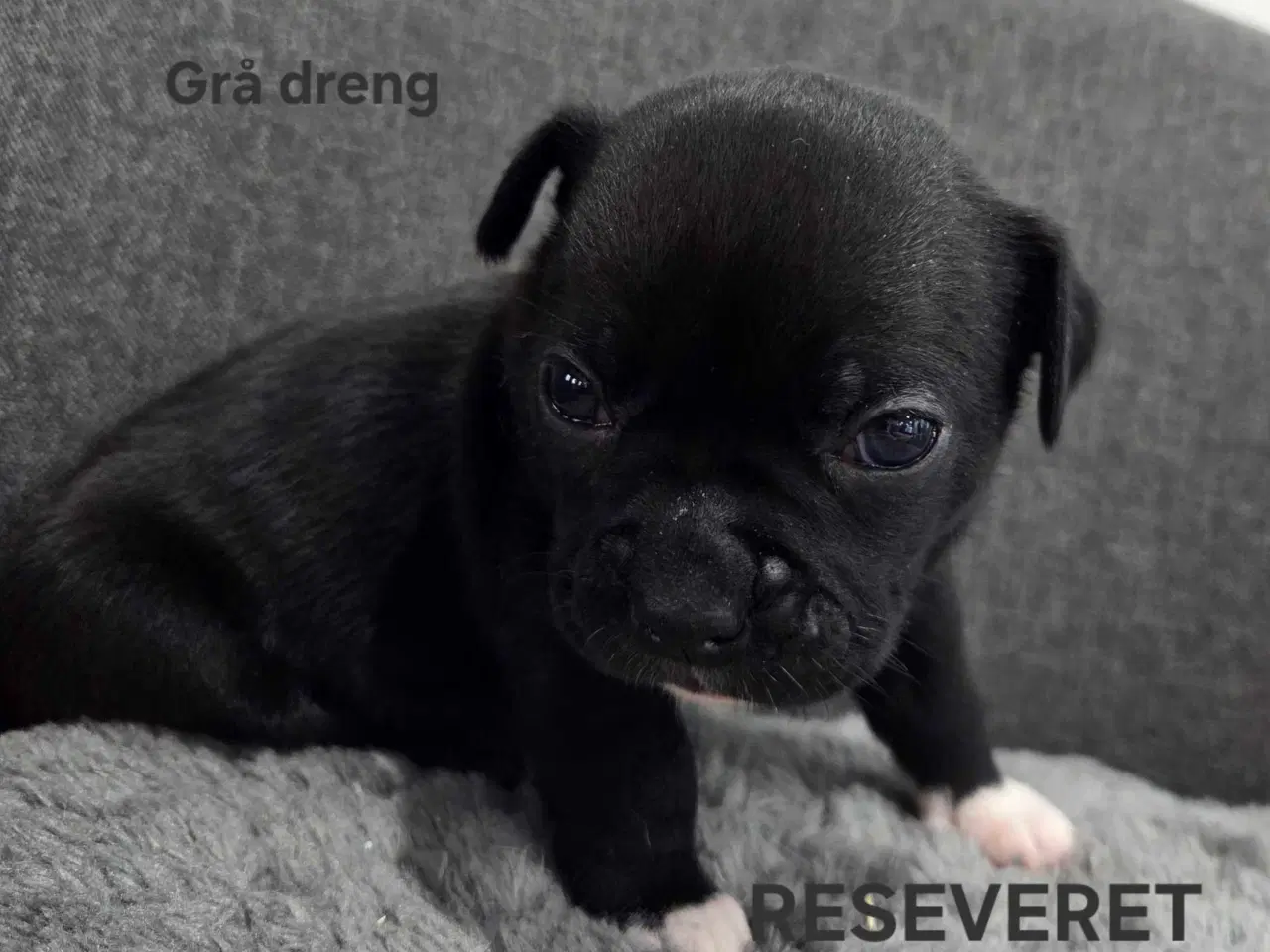 Billede 17 - Bullhuahua hvalpe 