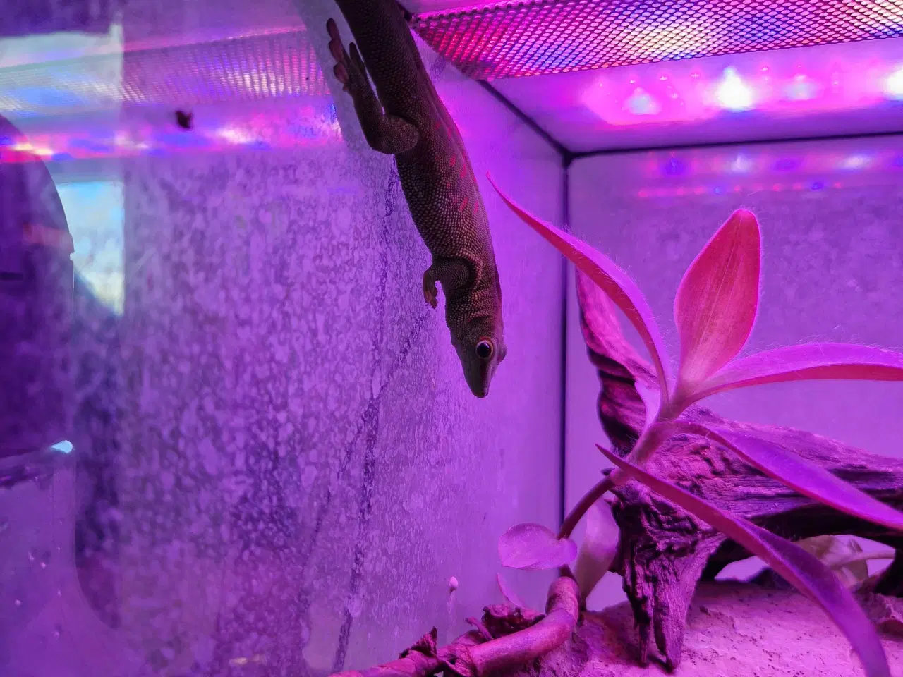 Billede 1 - Phelsuma Grandis han 