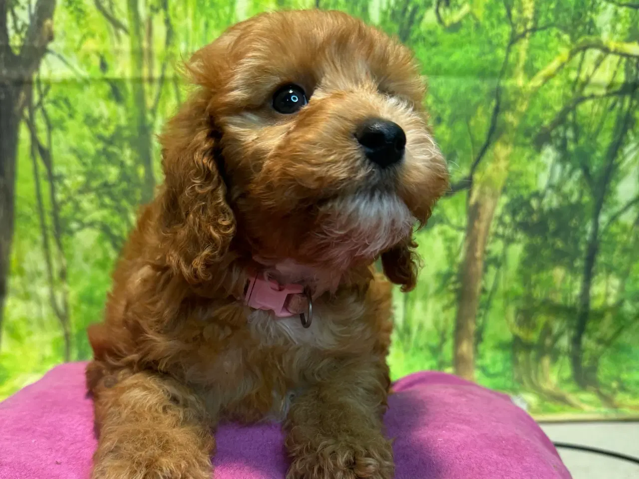 Billede 7 - Cavapoo  