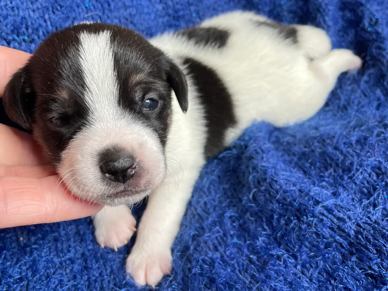 Billede 4 - Dansk svensk Gårdhunde hvalpe 