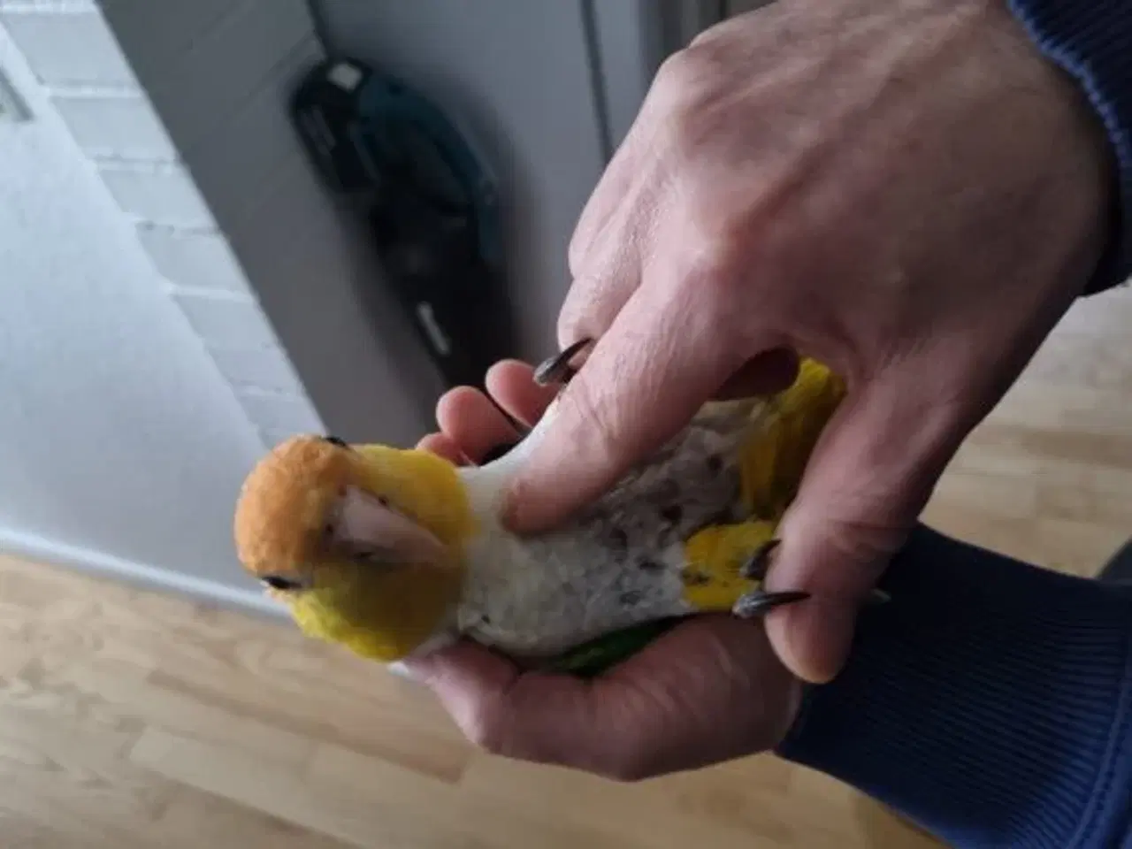 Billede 1 - Papegøje Caique 3 år Han