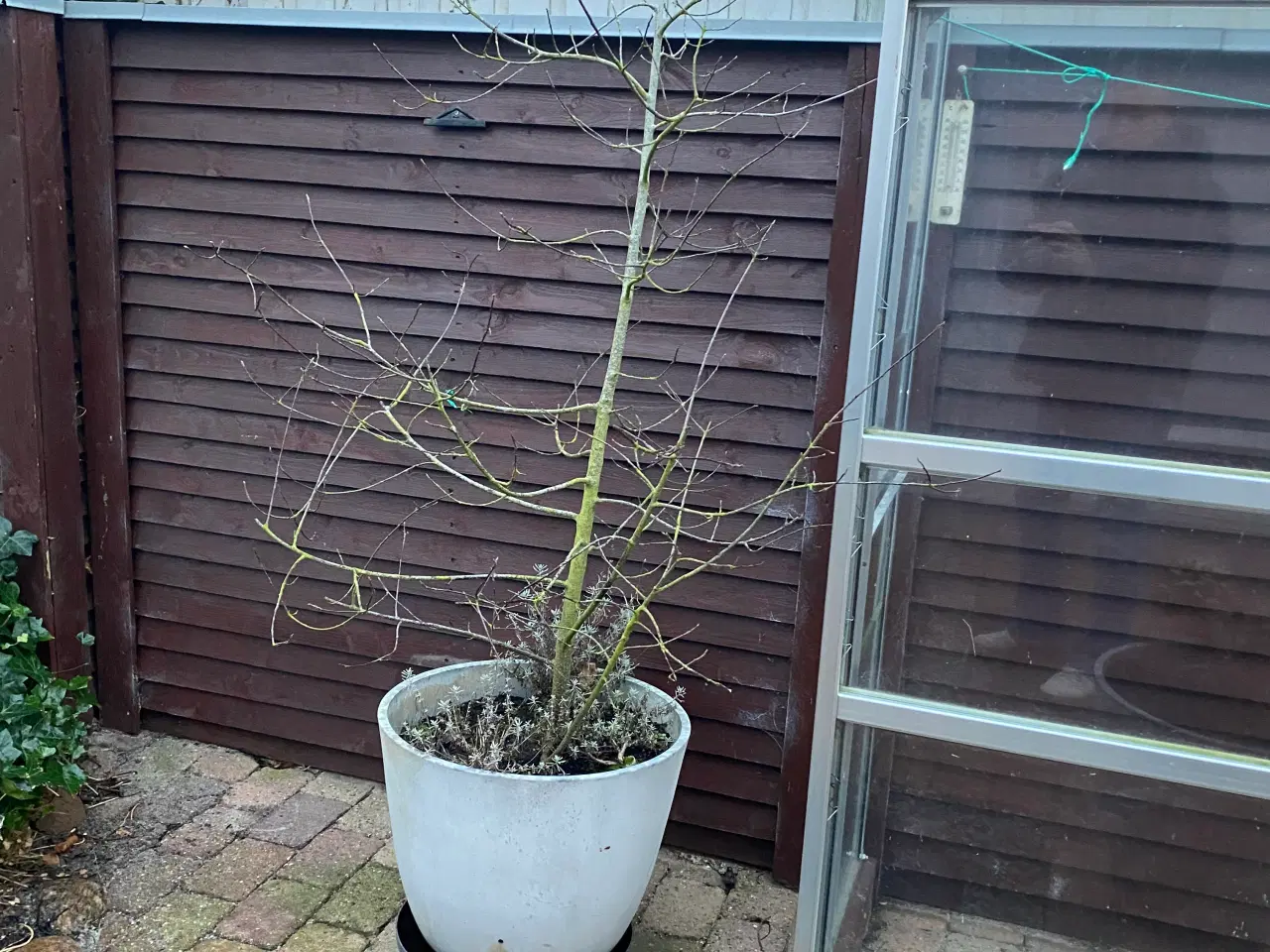 Billede 5 - GRATIS - krukker kan afhentes