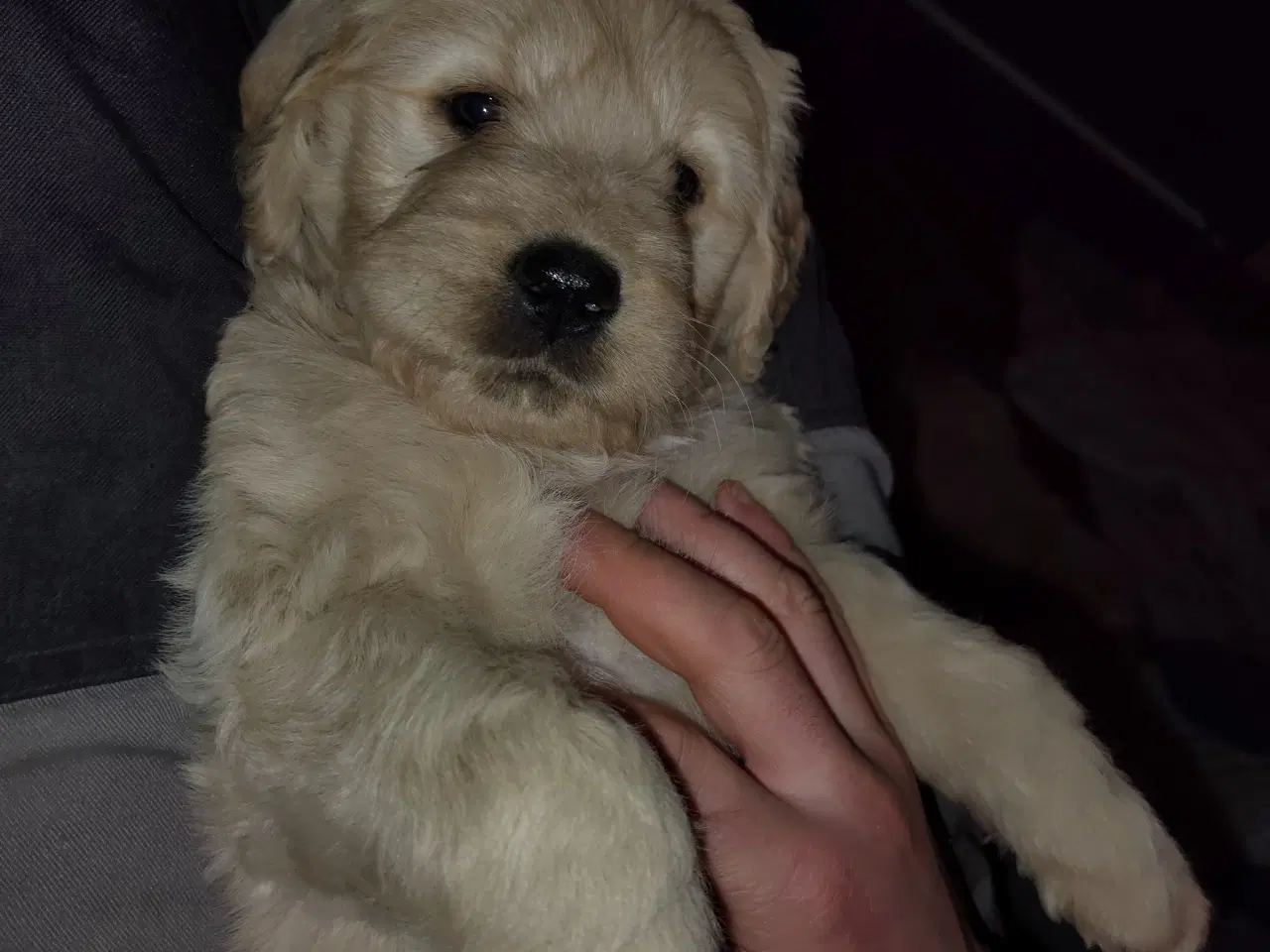 Billede 4 - Dejlige bamser 