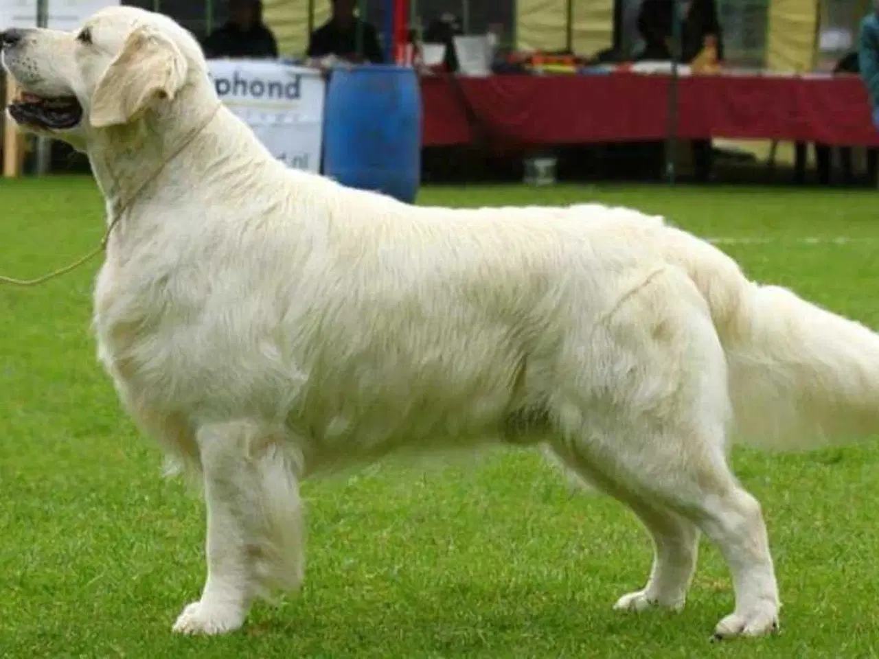 Billede 1 - Golden retriever hvalpe 