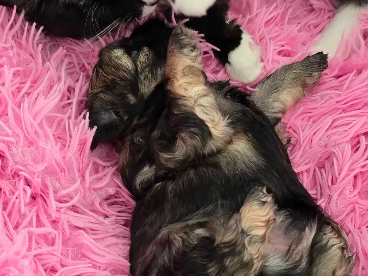 Billede 5 - 2 dejlige drenge 