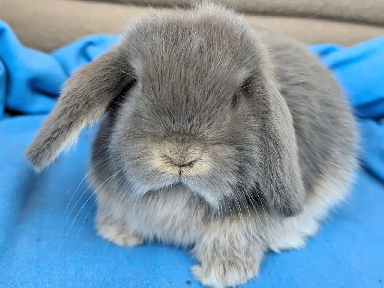 Billede 5 - Minilop kaninunge sælges 