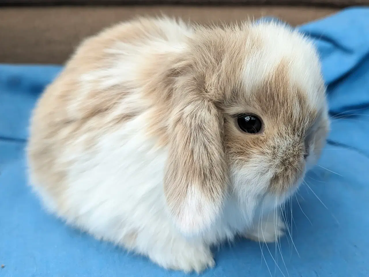 Billede 6 - Minilop kaninunge sælges
