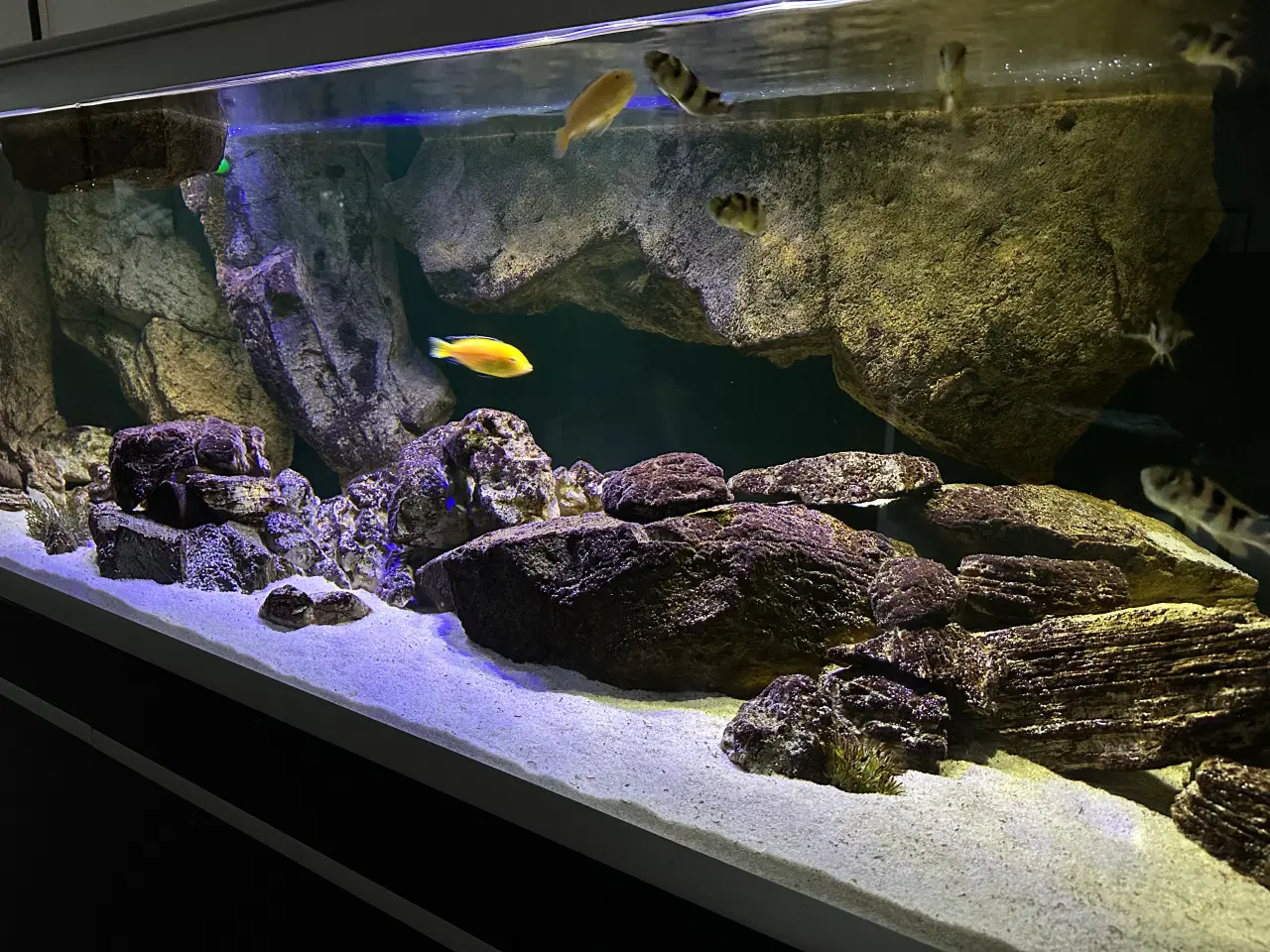 Billede 5 - 720 l akvarium