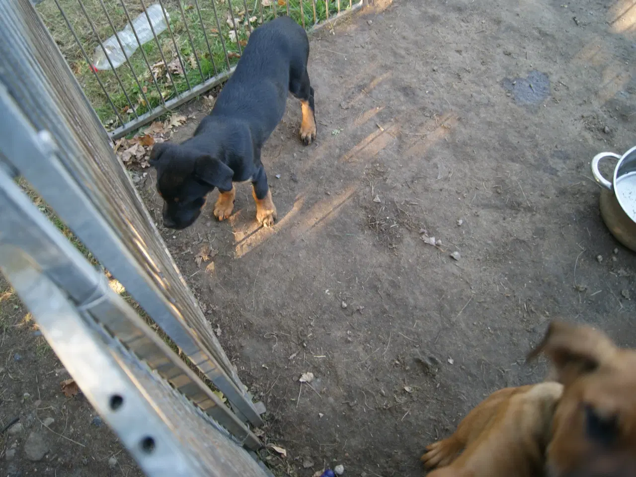 Billede 1 - 3 livlige og friske Cane Corso/ Rottweiler Hvalpe.