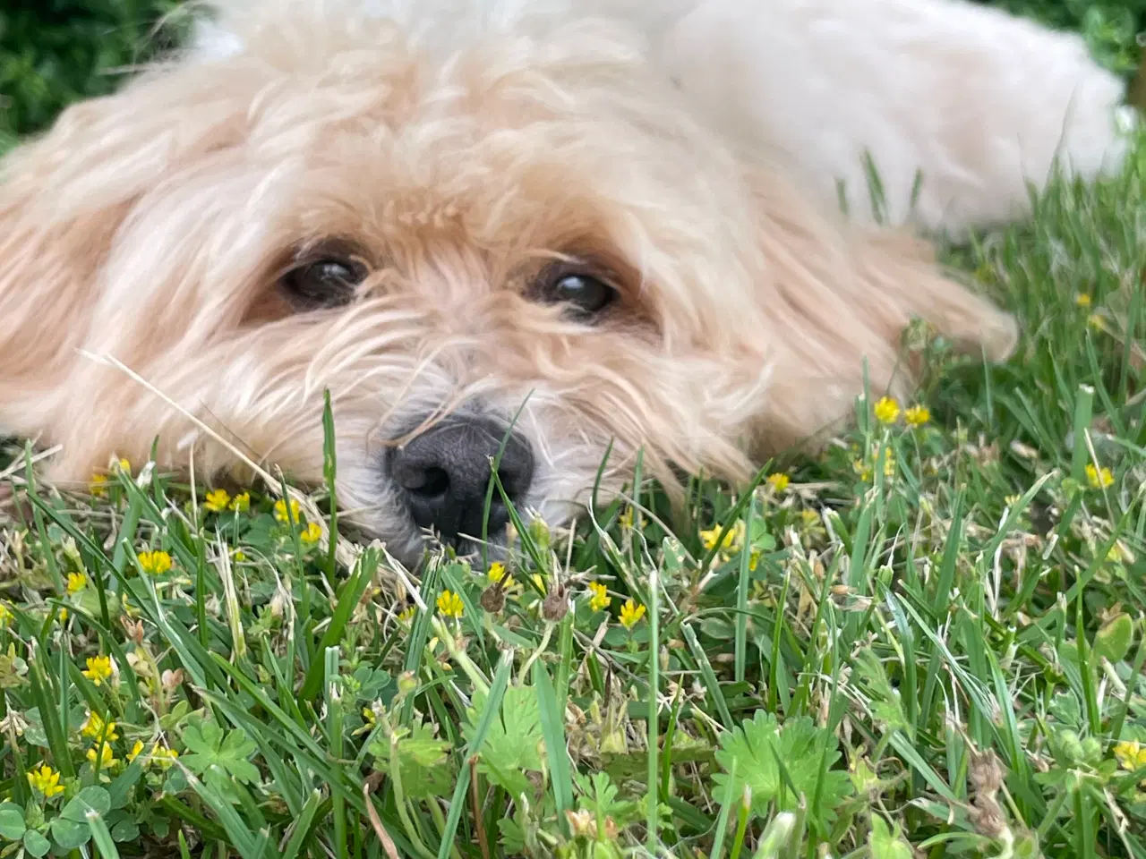 Billede 6 - Bichon havanais hvalpe 