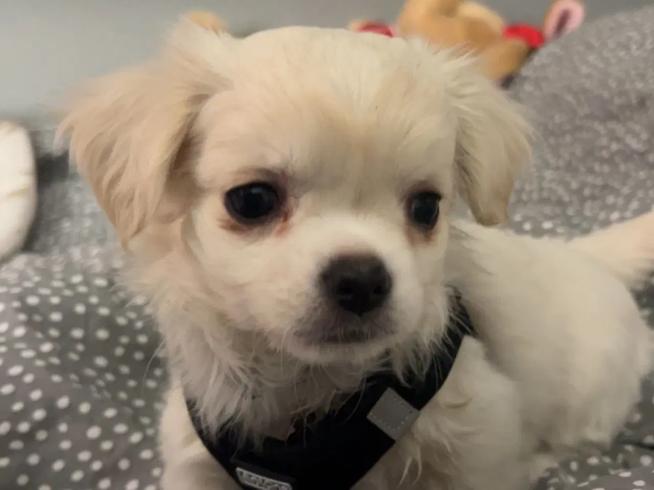 Billede 3 - Hundehvalp 12 uger 