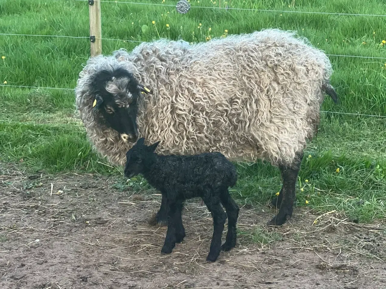 Billede 6 - Gotlænder - 2 får, 2 lam