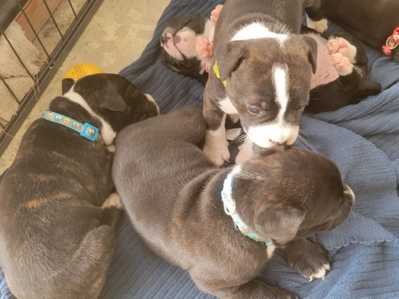 Billede 8 - Staffordshire Bull Terrier Hvalpe 5 uger