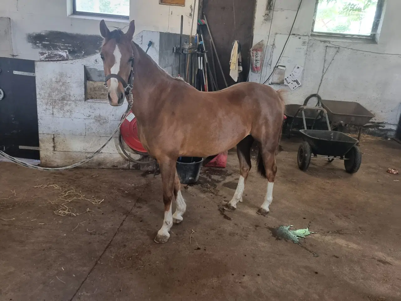 Billede 5 - Welsh pony 