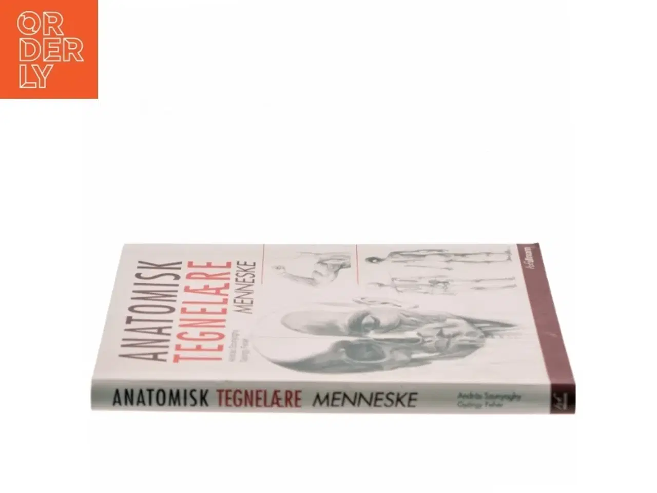Billede 2 - Anatomisk tegnelære : Menneske af Gyrgy Fehér (Bog)