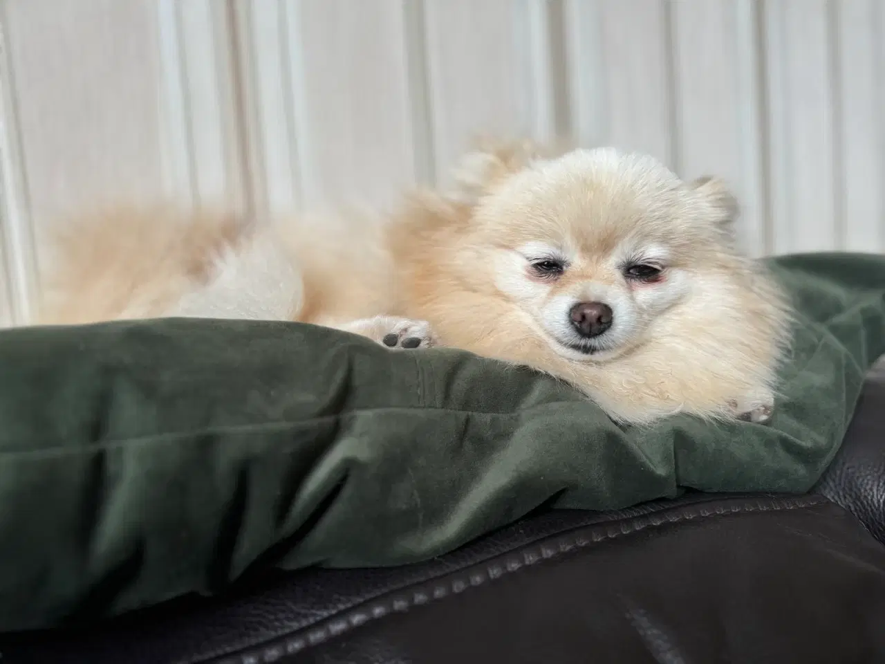 Billede 8 - Pomeranian søger nyt kærligt hjem