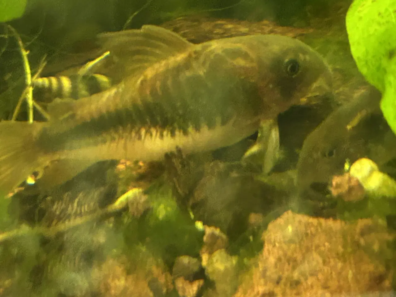 Billede 1 - 🐟 Kobber pansermaller 2-3 cm | Afhentes Viby J