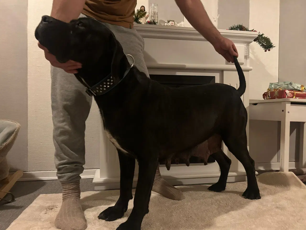 Billede 2 - Eksklusiv Cane Corso tæve – stamtavle – 4 år