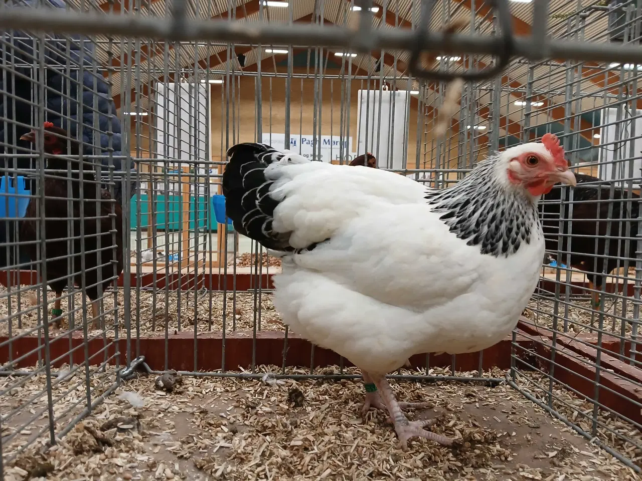 Billede 9 - Dværg Sussex, både høner og haner