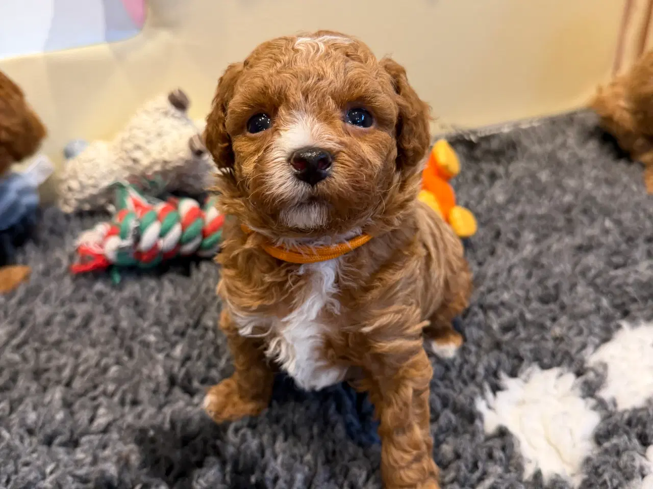 Billede 3 - Maltipoo