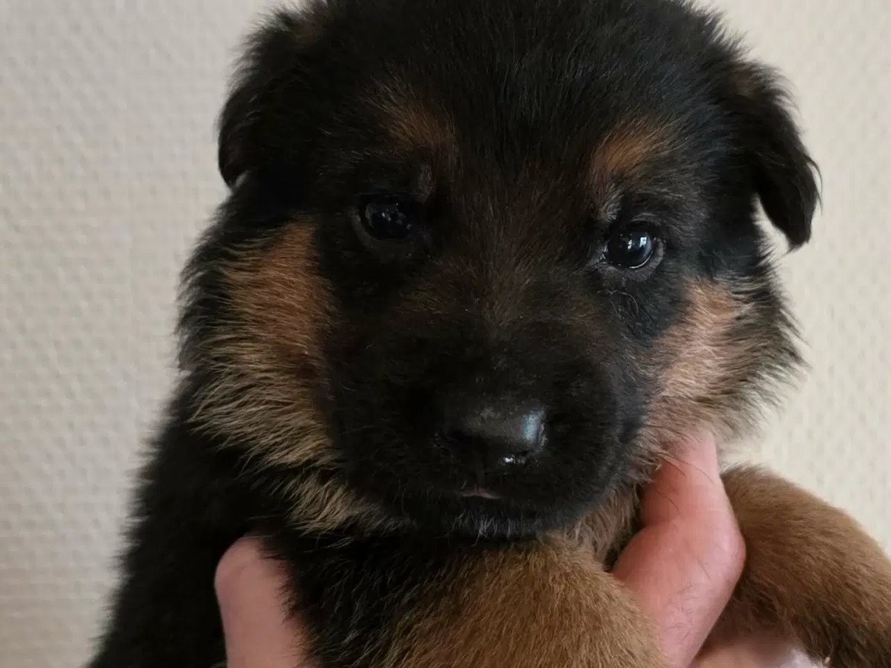 Billede 9 - Top Schæfer hvalp 